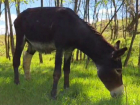 Сломавший копыто в Северной Осетии ослик уже идет на поправку в Ставрополе