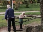 "Когда внуки выросли": трогательное катание собачки на карусели попало на видео в Ставрополе