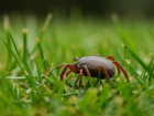 В Ставропольском крае зарегистрирован первый случай заболевания клещевым боррелиозом в 2026 году