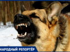 Бездомная собака напала на жителя Михайловска