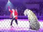 Жесткая драка тигров во время представления в цирке Кисловодска попала на видео 