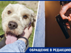 Неизвестный расстрелял собак на глазах у детей перед школой на Ставрополье