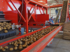 «Картошка точно местная»: импортозамещение на Ставрополье