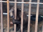  «Считайте что он труп уже», — соцсети о загадочной судьбе медведя, спасенного губернатором Ставрополья