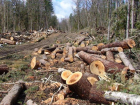 Ставрополье занимает второе место среди регионов СКФО по незаконной вырубке деревьев
