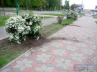На Ставрополье воришка позарился на декоративные кустарники