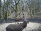 Пятнистого оленя сняла фотоловушка в одном из заказников на Ставрополье
