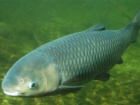 Зараженная паразитами рыба обнаружена на Ставрополье