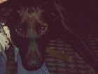 Неизвестные расстреляли собаку боевыми патронами в Кисловодске