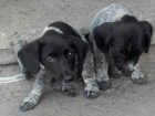 Неизвестный засунул трех щенков в мешок и оставил медленно умирать под палящим солнцем в Невинномысске