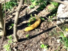Загадочные бананы: жители Пятигорска гадают, кто и зачем раскидывает фрукты по городу