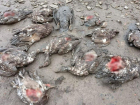 Ужасы села Краснозоринского: собаки массово рвут домашнюю птицу