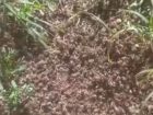 Обработка полей в ставропольской станице привела к массовой гибели пчел 
