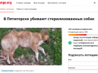 «Клипса в ухе собаки — повод для убийства»: жители Пятигорска создали петицию о поддержке бездомных псов