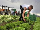 Фермерам стало сложнее получить субсидии в Ставропольском крае 