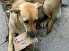 Введение штрафов за кормление бездомных животных прокомментировали ставропольские зоозащитники