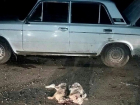 Два зайца-русака погибли от рук браконьеров на Ставрополье