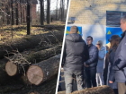 Вырубку деревьев в Дубовой роще Ставрополя остановили