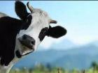 Четыре случая заболевания коров опасным вирусом зафиксировали на Ставрополье