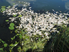 В реке Кума массово гибнет рыба на Ставрополье