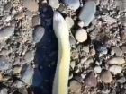 В Солнечнодольске на дорогу выползла полутораметровая ящерица