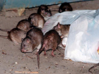 В Ставрополе в общественном месте живут крысы