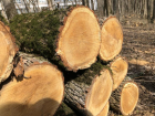 Комитет городского хозяйства администрации Ставрополя не считает вырубку деревьев в Мамайском лесу незаконной 