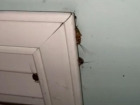 Жители Ставрополя пожаловались на тараканов в детской краевой больнице 