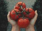 В помидорах «Эко-культура» Кировского округа обнаружен поражающий вирус