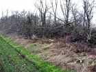 Браконьер незаконно вырубил 40 деревьев на Ставрополье 