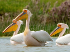 Краснокнижные розовые пеликаны попали под объектив ставропольского фотографа
