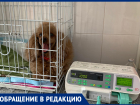Собаку парализовало из-за укуса клеща в Ставрополе, но опасность есть и для человека