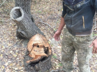 Браконьеры незаконно вырубили деревьев на 1 миллион рублей на "Мамайской даче" в Ставрополе