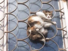 Попавшего в беду кота в Михайловске спасали поздно ночью пассовцы Ставрополя