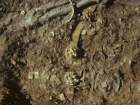 Захоронения знатного рода найдены при раскопках на Ставрополье