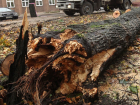 Жители КМВ обеспокоены уничтожением деревьев в городах-курортах