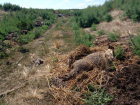 Десять трупов и скотомогильник: новые детали африканской чумы свиней на Ставрополье