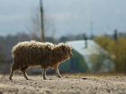 У фермера в Буденновске украли отару овец 