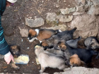 На Ставрополье рассказали, как гуманным путем решать проблемы со стаями безнадзорных собак
