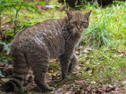 Под угрозой исчезновения на Ставрополье оказался кавказский лесной кот