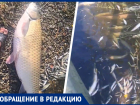 «Рыба ползет к берегу и ищет спасения»: озеро Барсуки усеяно погибшими обитателями 