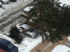 Из-за урагана огромная елка рухнула на припаркованные авто в Ставрополе