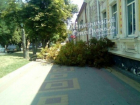 Старое дерево неожиданно рухнуло на тротуар в центре Ставрополя