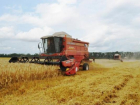 Около пяти миллионов тонн зерна собрали в Ставропольском крае