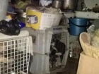 В ужасных условиях погибают породистые собаки у заводчицы в Железноводске