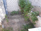   Плантацию конопли разбил у себя в огороде житель Ставрополья