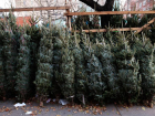 Количество елочных базаров в Ставрополе сократилось вдвое из-за низкого спроса на живые деревья 