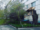 Сломанное дерево свалилось на газон и дорогу в Ставрополе
