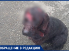 Неизвестный превратил собаку в окровавленное месиво в разгар новогодних праздников в Ставрополе