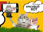 «Блокнот Ставрополь» объявляет фотоконкурс «Самый красивый кот 2018»